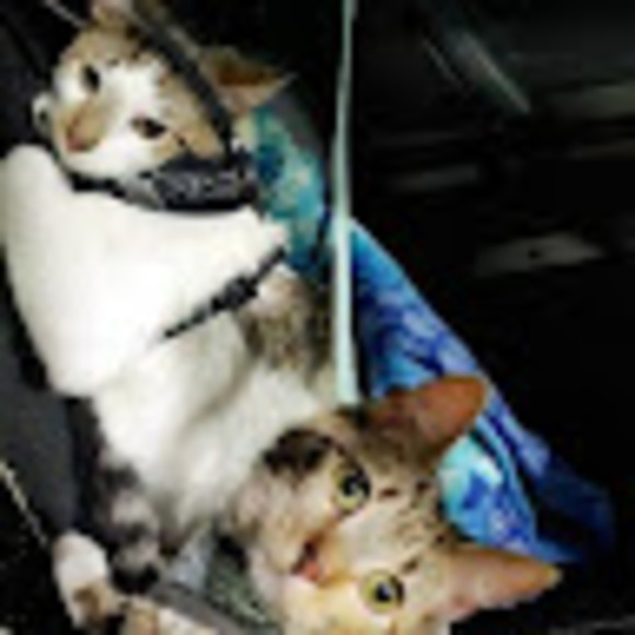 Meet your Posher, Ninyetta - Picture 1 of 1